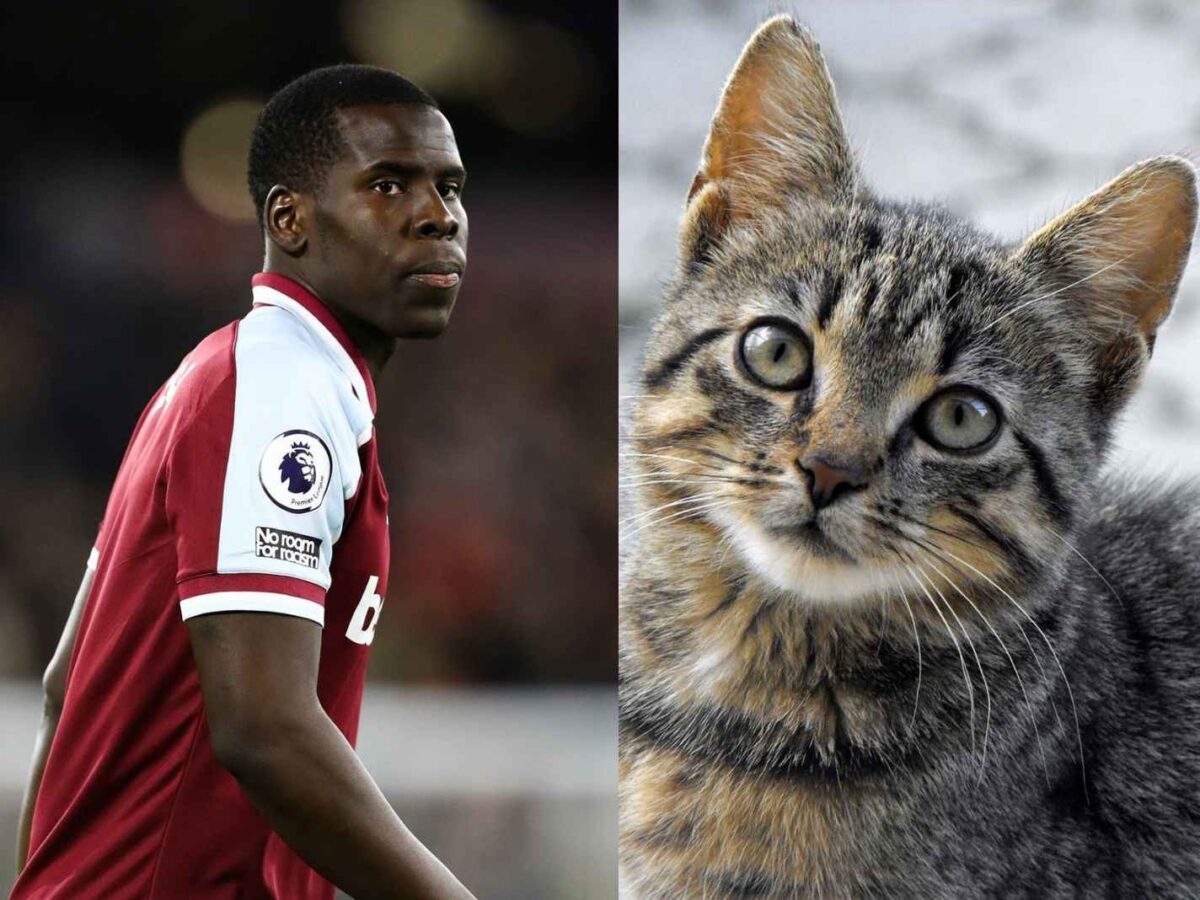 Kurt Zouma's penalties continue to pile up after video of abusing cat