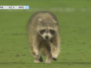 Twitter Goes Wild as Raccoon Interrupts MLS Game